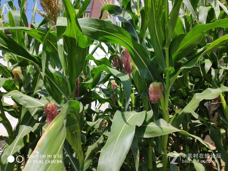 可承担小米1999元经典售价的重任！小米8 SE小屏旗舰评测