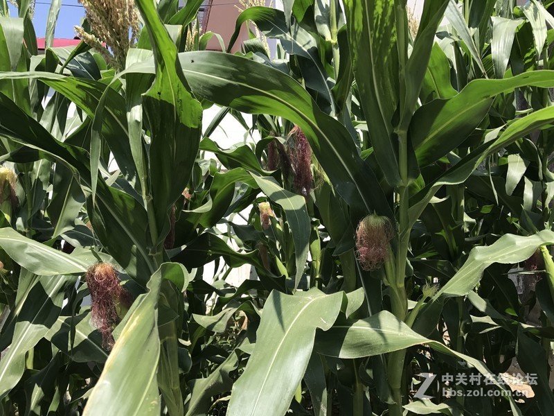 可承担小米1999元经典售价的重任！小米8 SE小屏旗舰评测