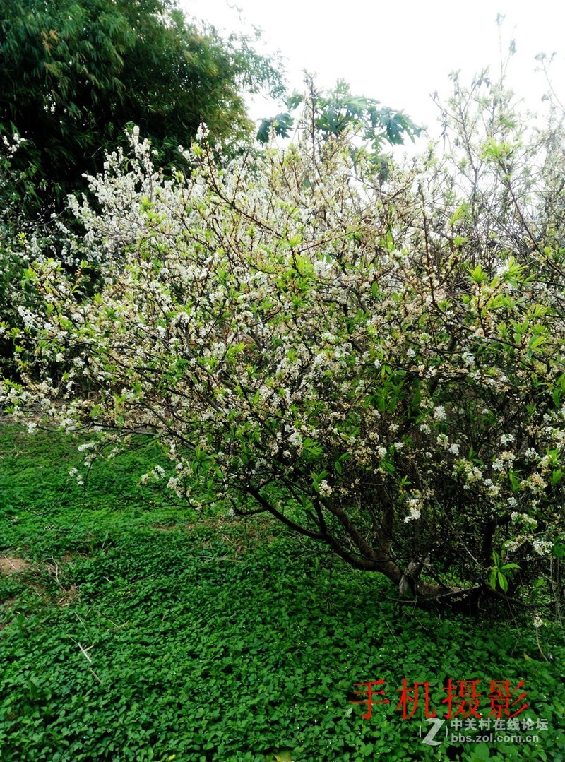 三华李开花