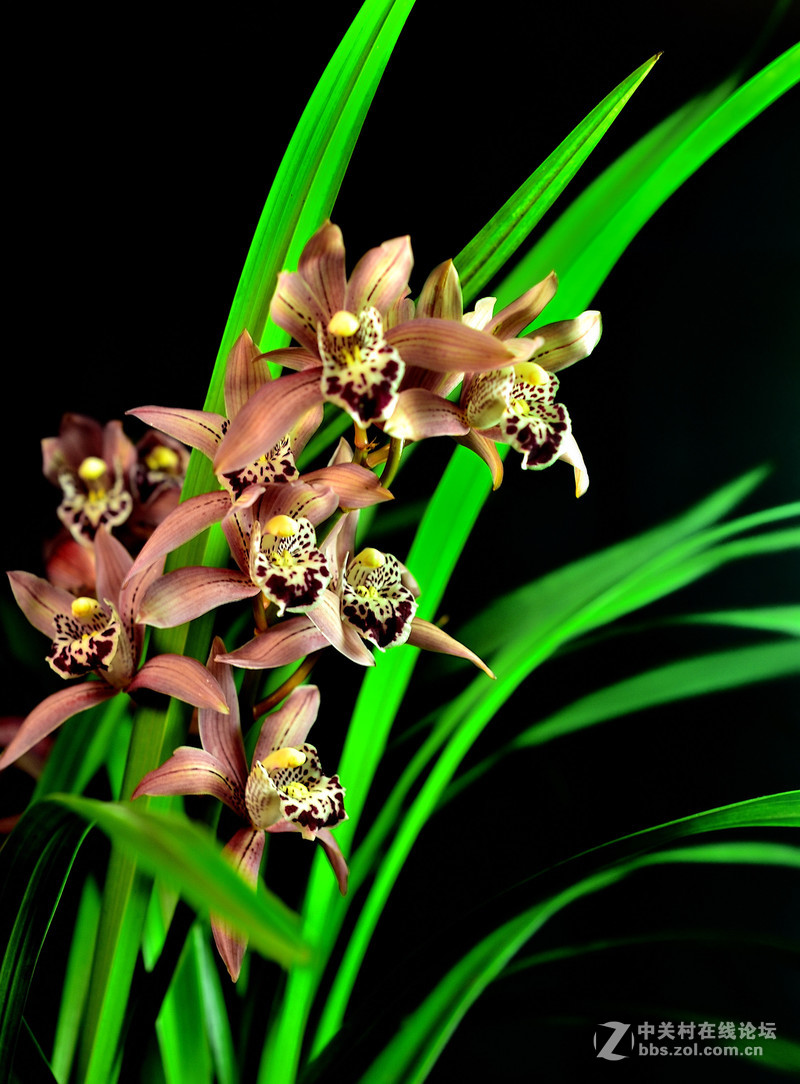 家里的兰花开了