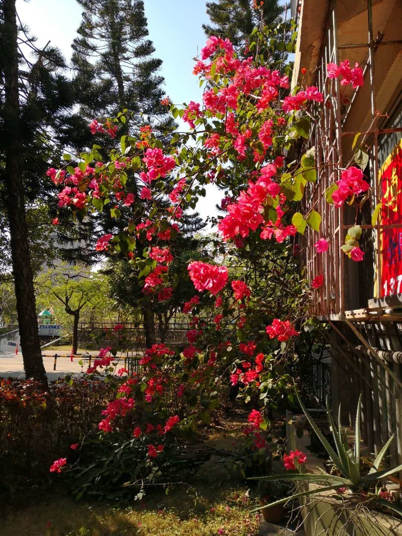 刚刚拿到mate 10 pro，在深圳拍摄照片