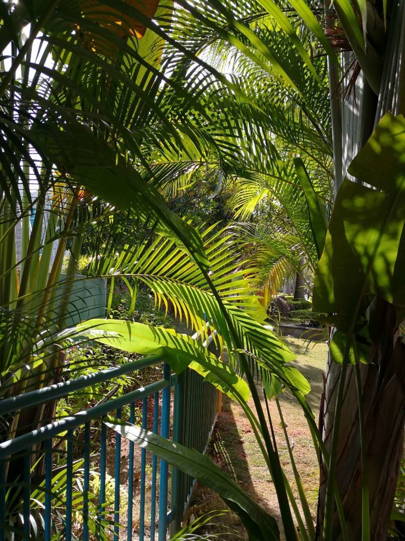 刚刚拿到mate 10 pro，在深圳拍摄照片