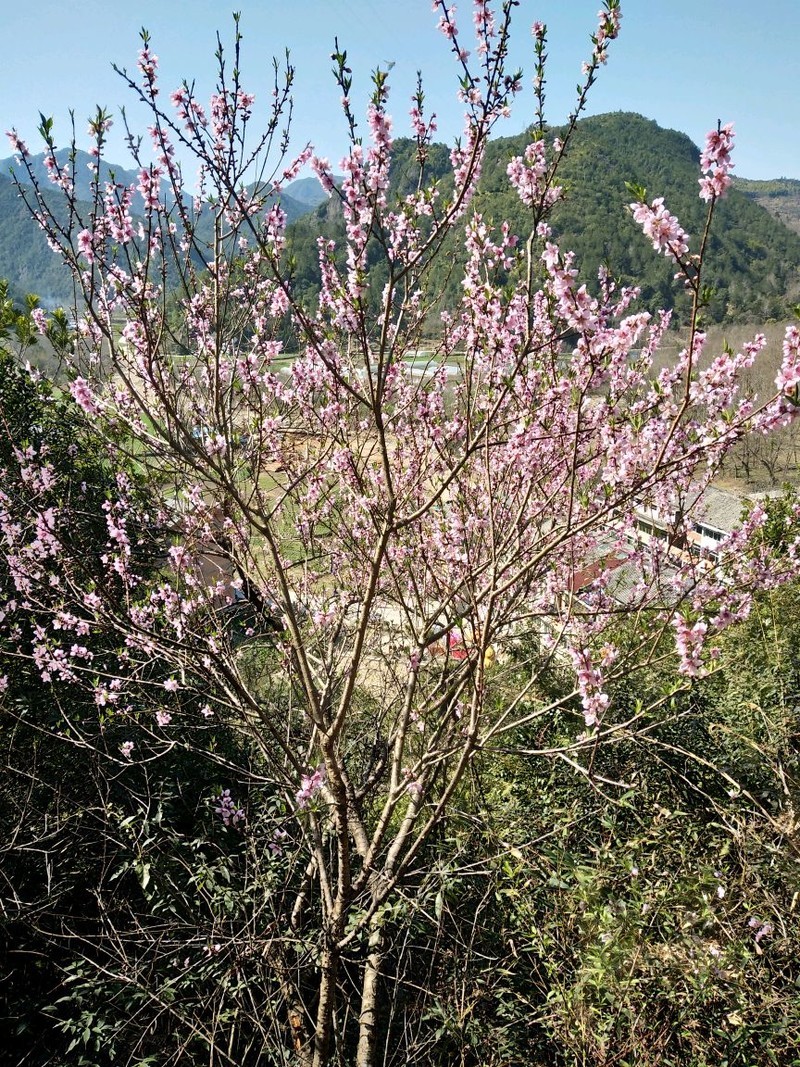温州市双情岭，雷公殿