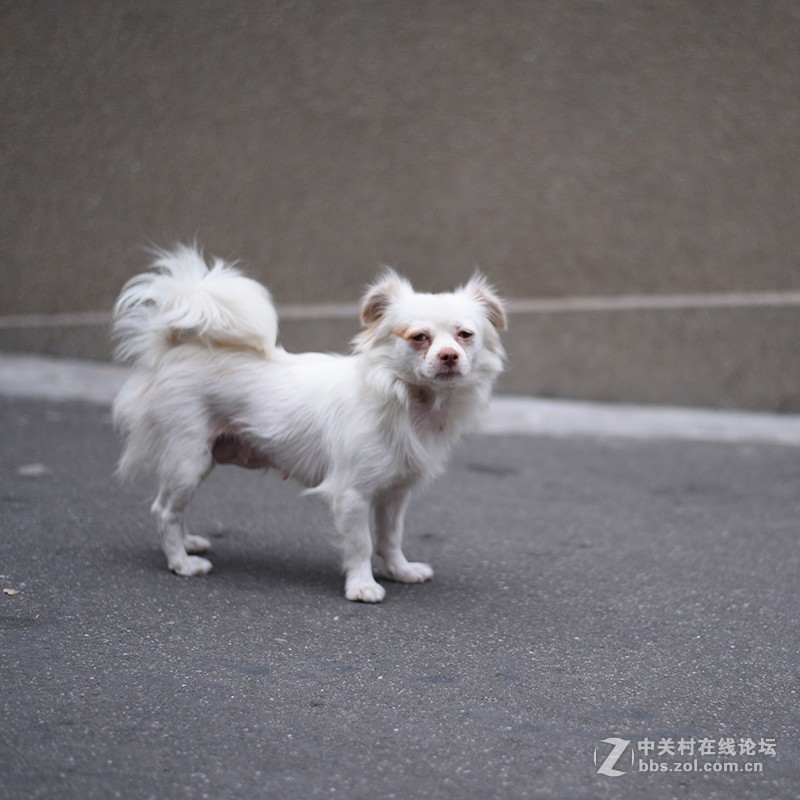 惬意游玩——鼓浪屿（直出无任何后期）