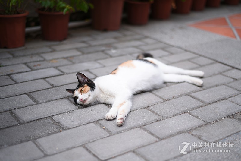 惬意游玩——鼓浪屿（直出无任何后期）