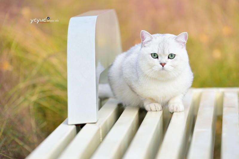 冬日晒太阳--成都天府公园