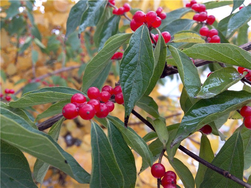 披荆斩棘：不足千元带刺大神Note3实用体验