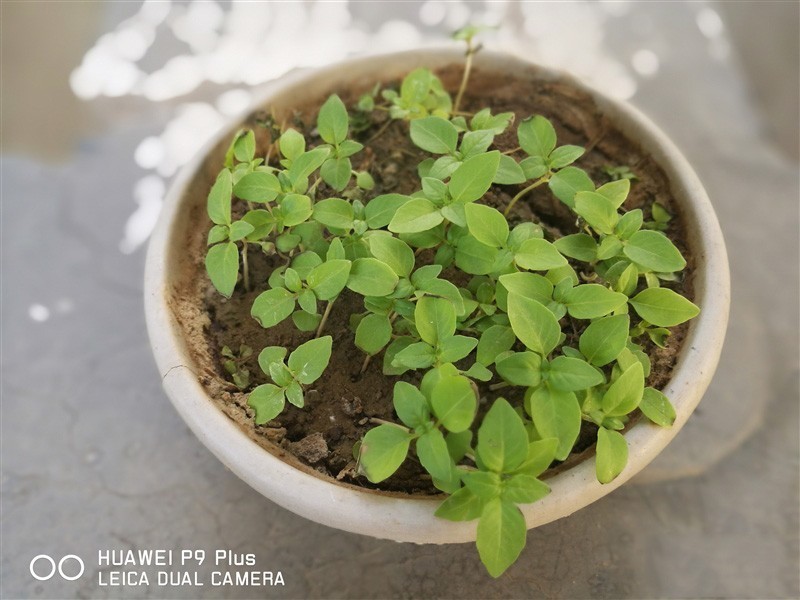 浓浓德味徕卡风！华为旗舰P9 Plus深度评测