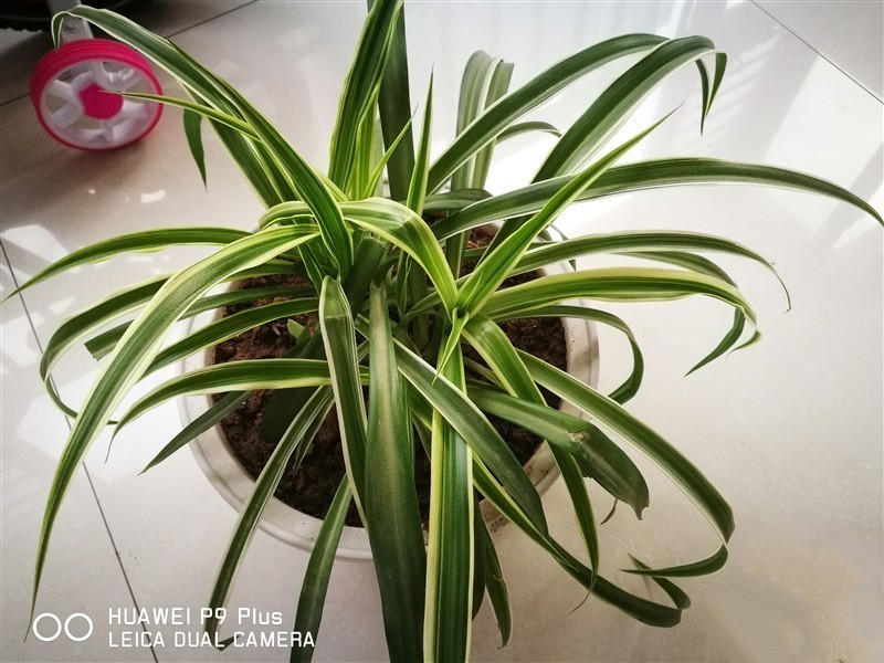 浓浓德味徕卡风！华为旗舰P9 Plus深度评测