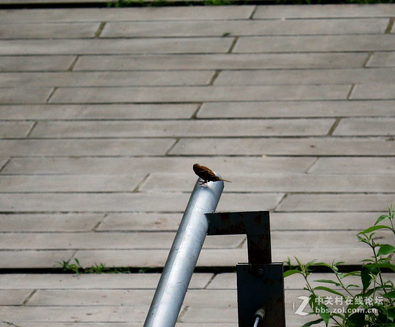 上一组打鸟片(快门优先)