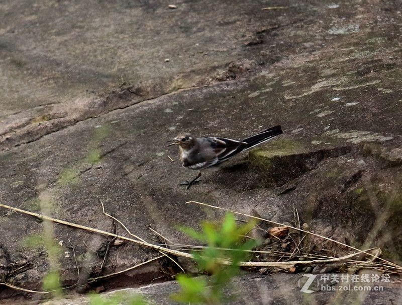 上一组打鸟片(快门优先)