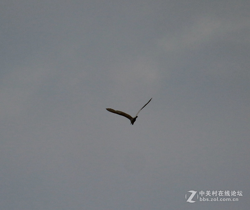 上一组打鸟片(快门优先)