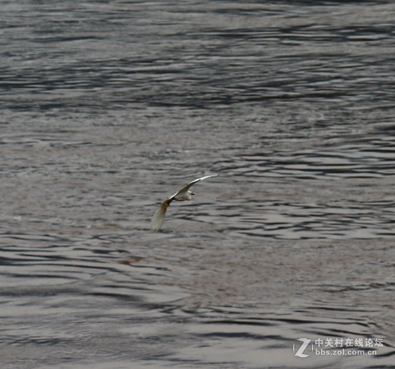 上一组打鸟片(快门优先)