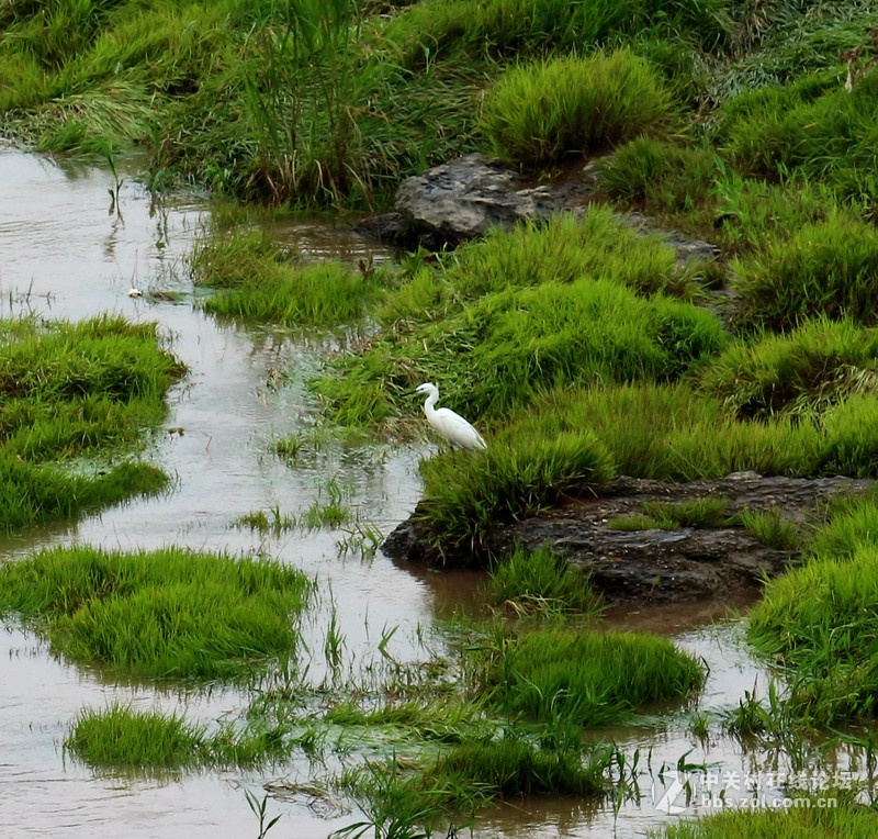 上一组打鸟片(快门优先)