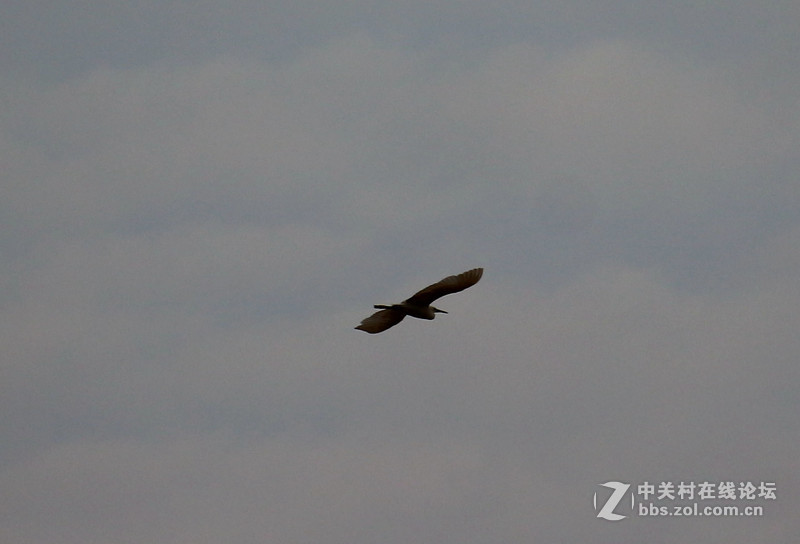 上一组打鸟片(快门优先)