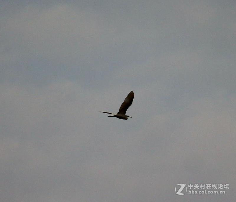 上一组打鸟片(快门优先)