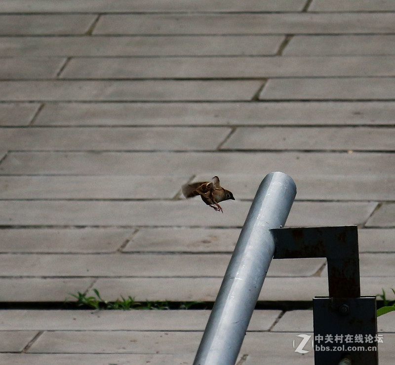 上一组打鸟片(快门优先)