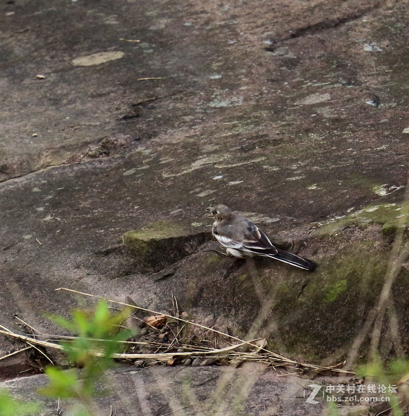 上一组打鸟片(快门优先)