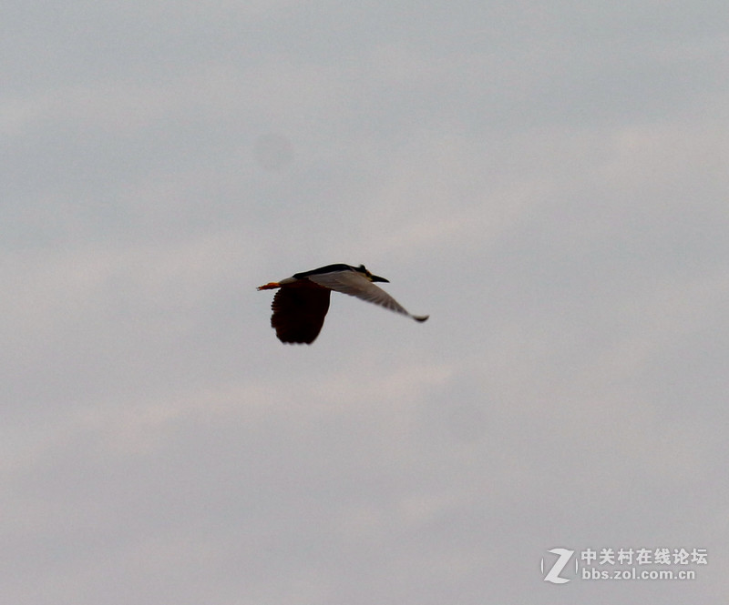 上一组打鸟片(快门优先)