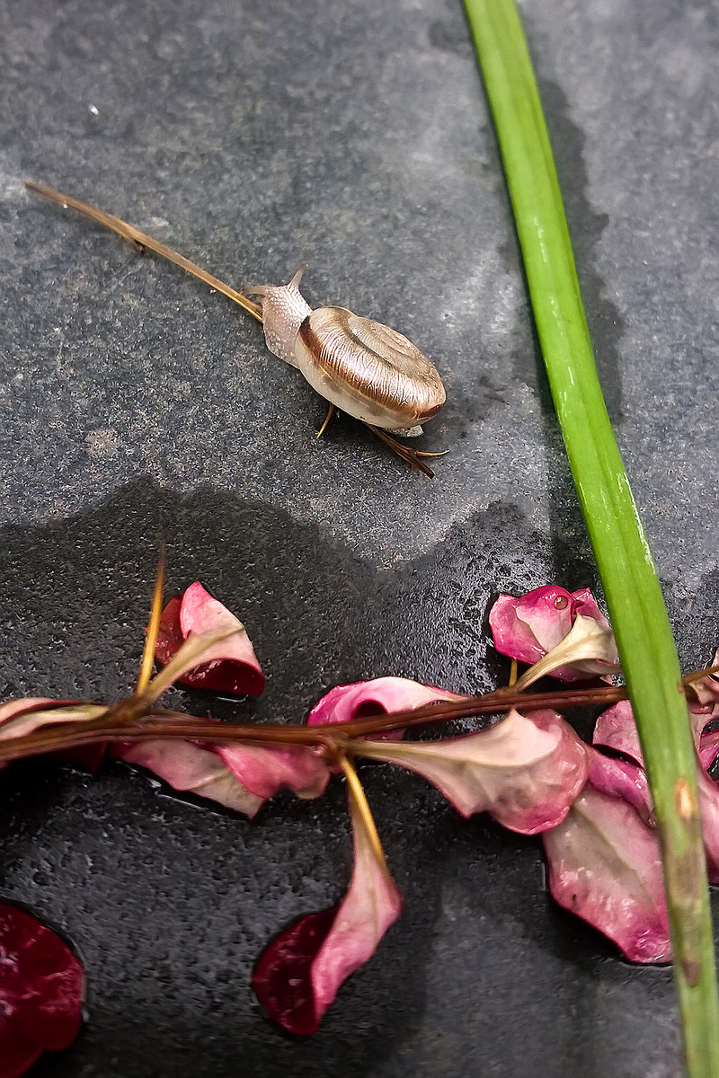 雨后水牛儿