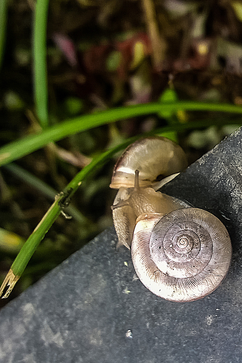 雨后水牛儿