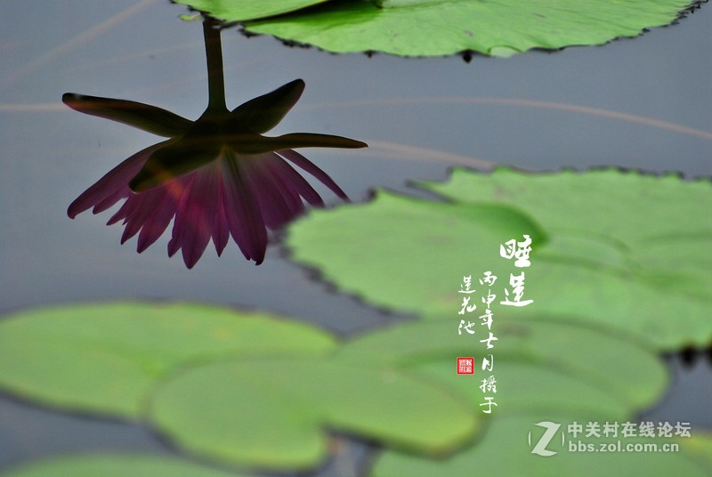 睡莲