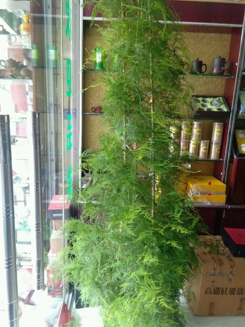 请爱花者共同分亨