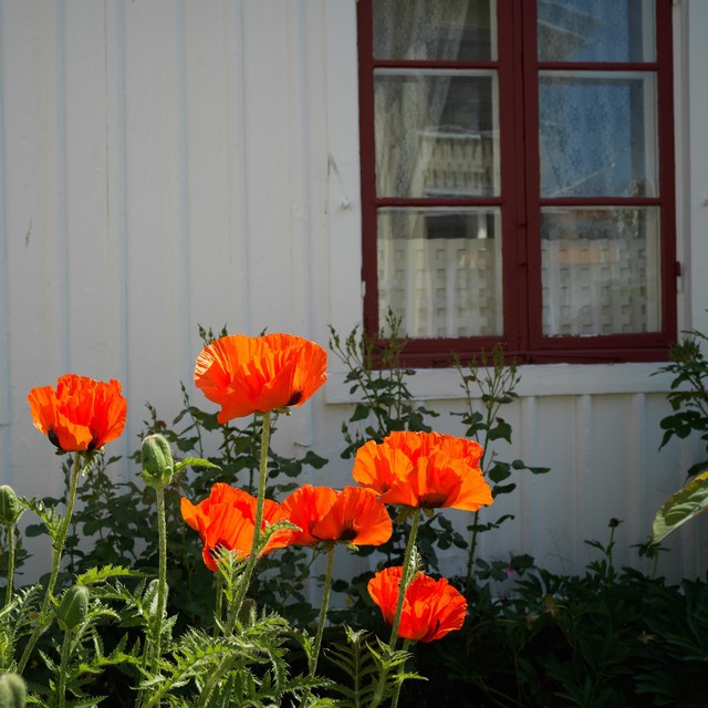 真正的王者哈苏x1d50c