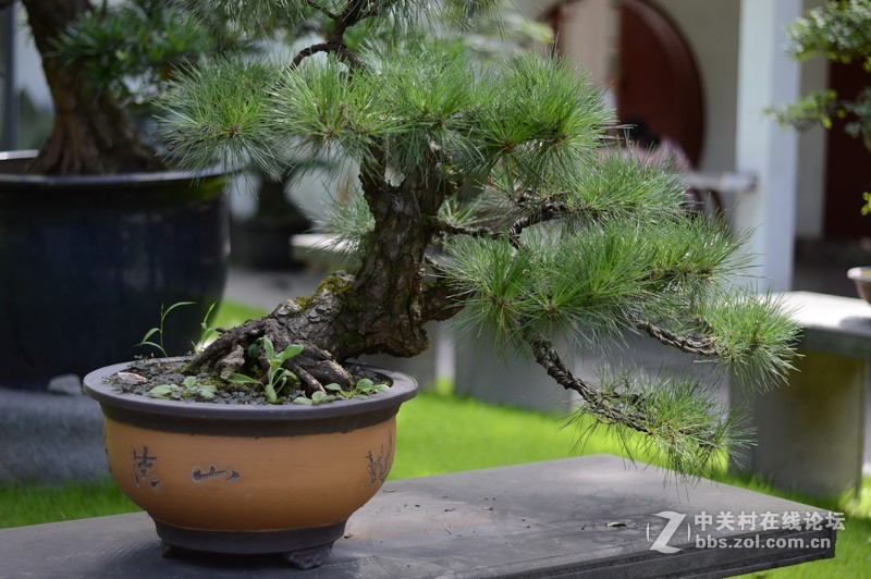处女贴： 永诺50mm F1.8 我的试用