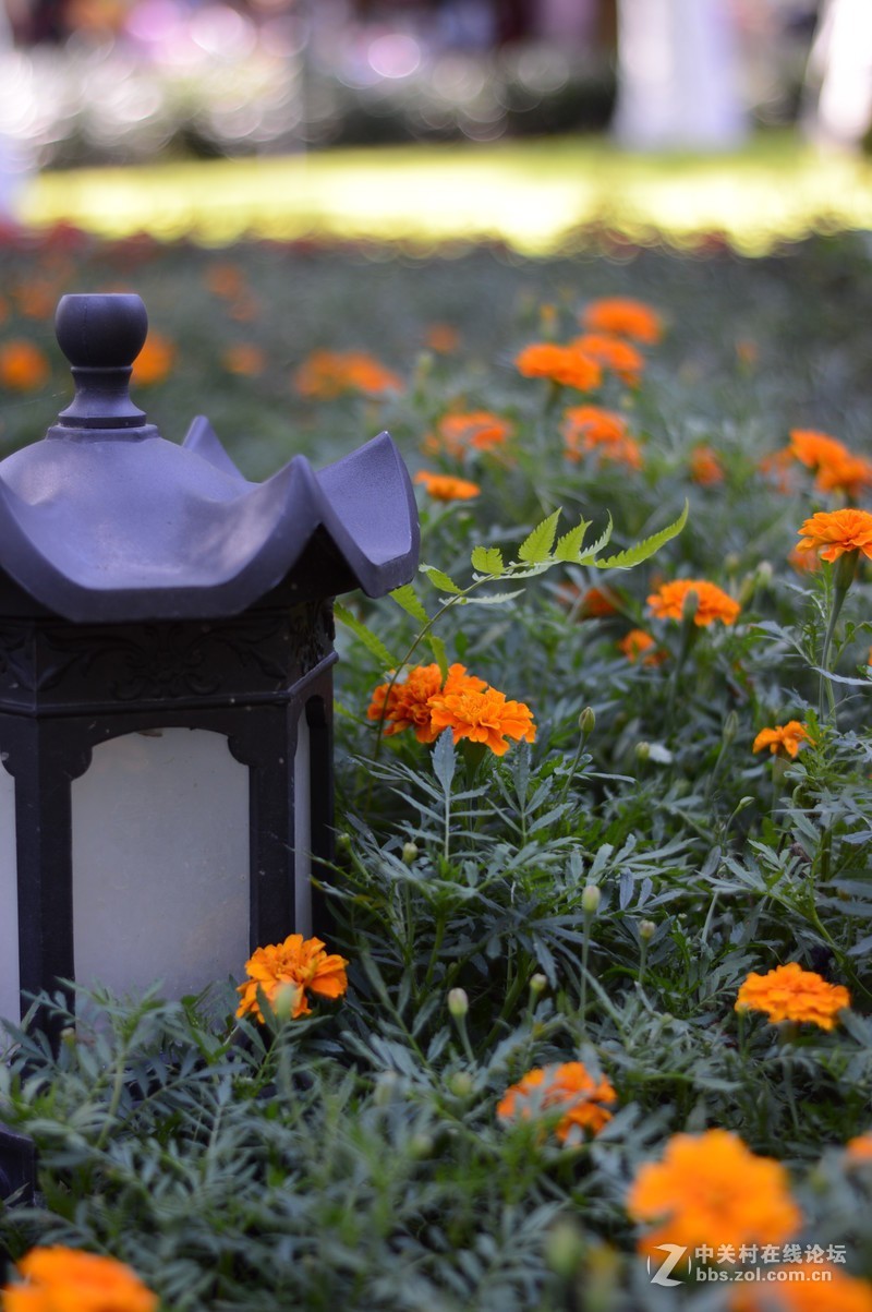 处女贴： 永诺50mm F1.8 我的试用