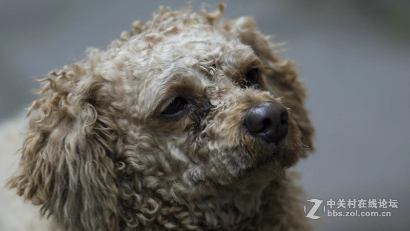 杂片一组，敬请欣赏