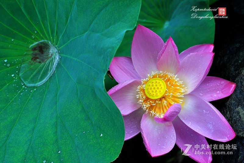 荷花特写