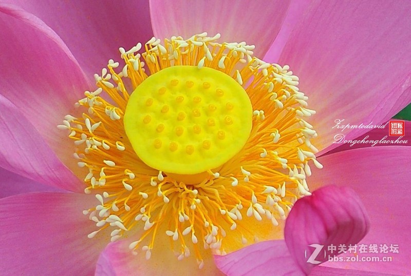 荷花特写