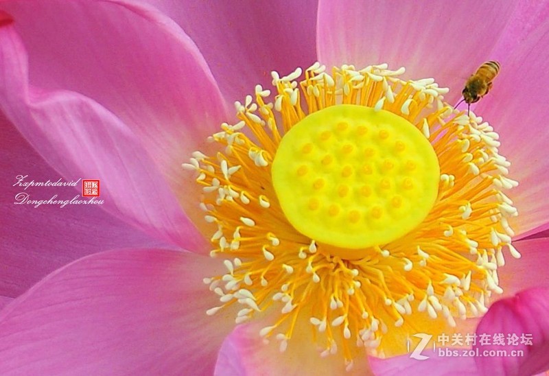 荷花特写