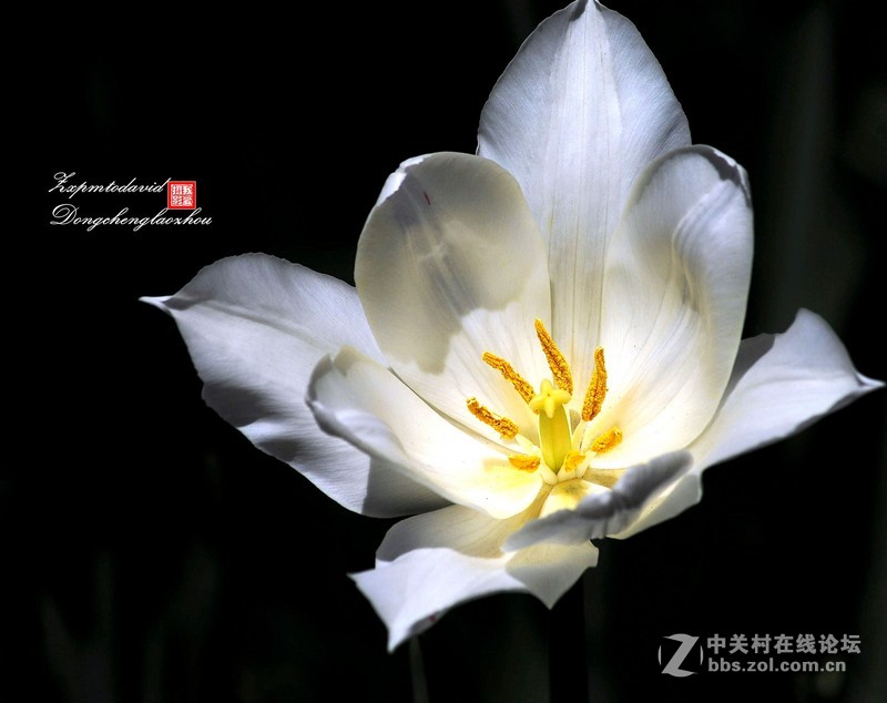 荷花特写