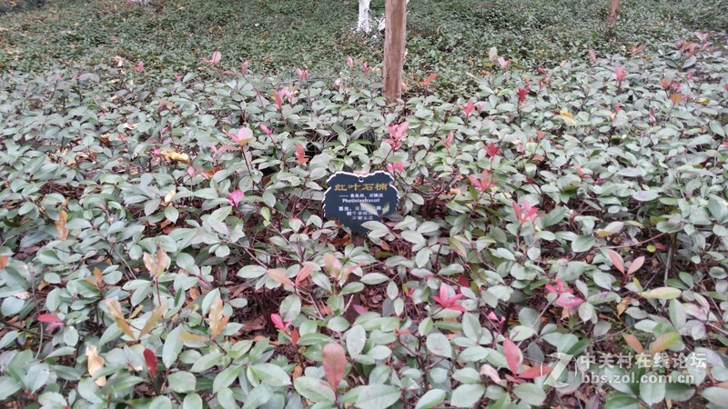 有比较才有差距（二十四）联想K920 星空体育平台NOTE3大量拍照对比