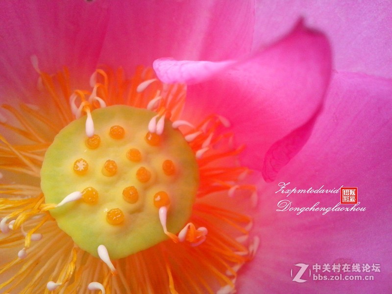 荷花特写