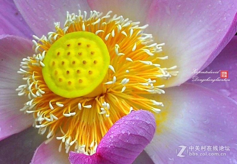 荷花特写