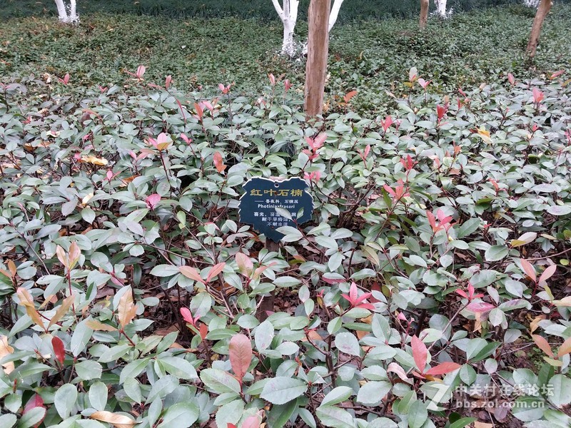 有比较才有差距（二十四）联想K920 星空体育平台NOTE3大量拍照对比