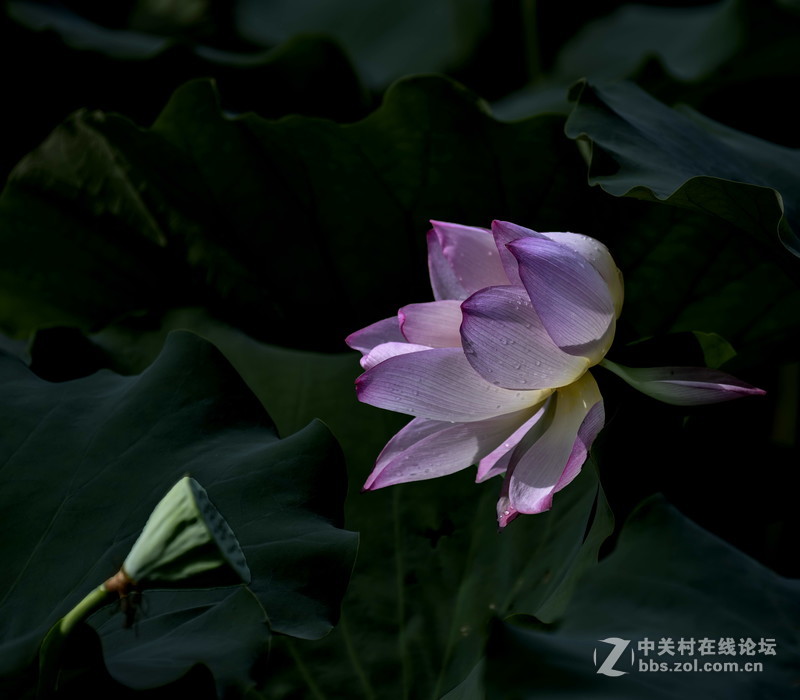 荷