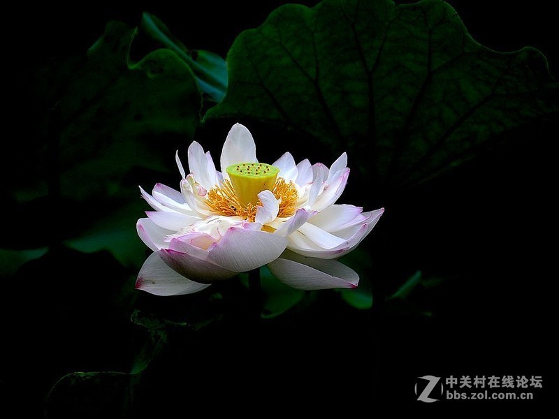 #版主坐堂# 《拉萨星空(中国)优秀作品》2015年9月