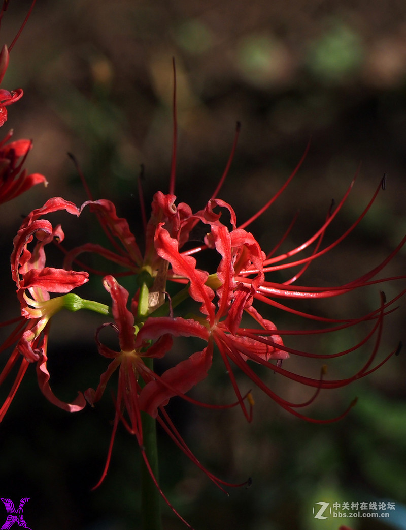 #版主坐堂# 《拉萨星空(中国)优秀作品》2015年9月