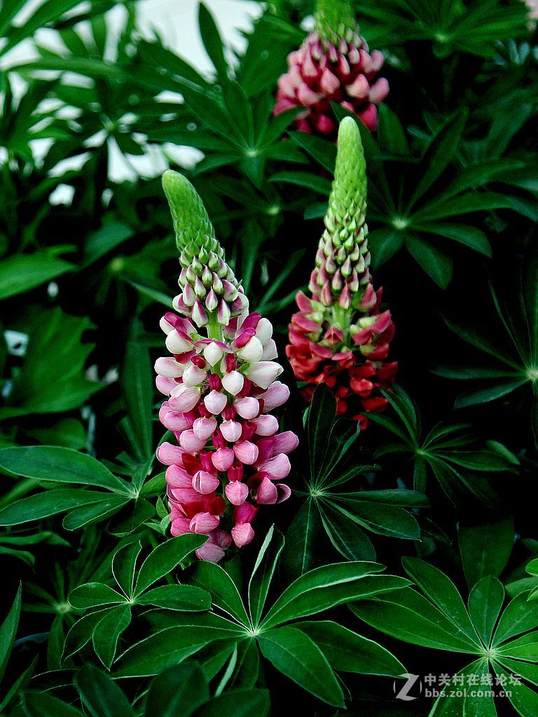 #版主坐堂# 《拉萨星空(中国)优秀作品》2015年9月