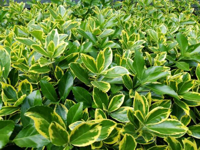 拍了几组照片给大家做壁纸。