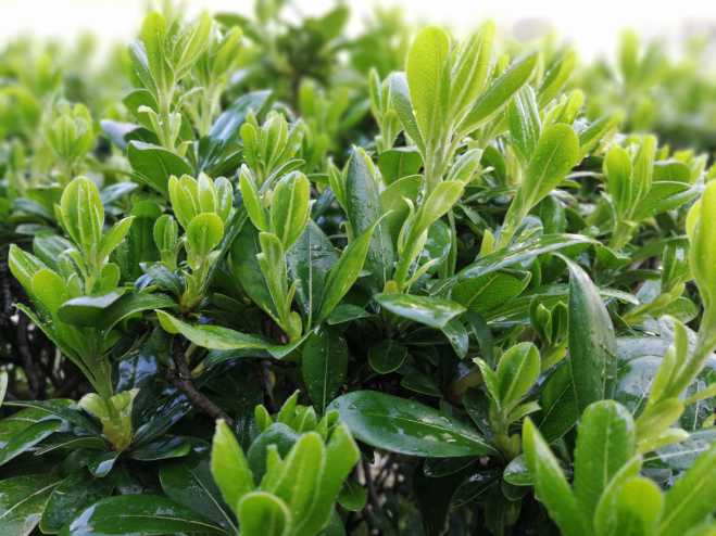 拍了几组照片给大家做壁纸。