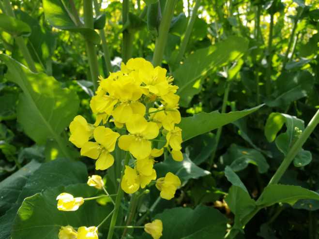 拍了几组照片给大家做壁纸。