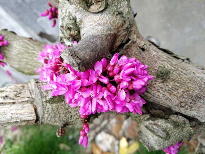 拍了几组照片给大家做壁纸。