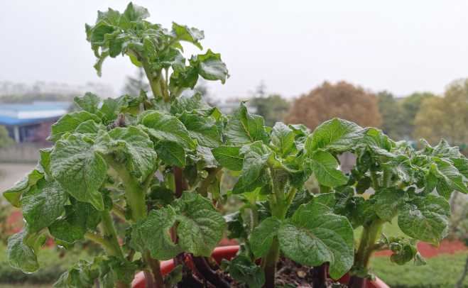 拍了几组照片给大家做壁纸。