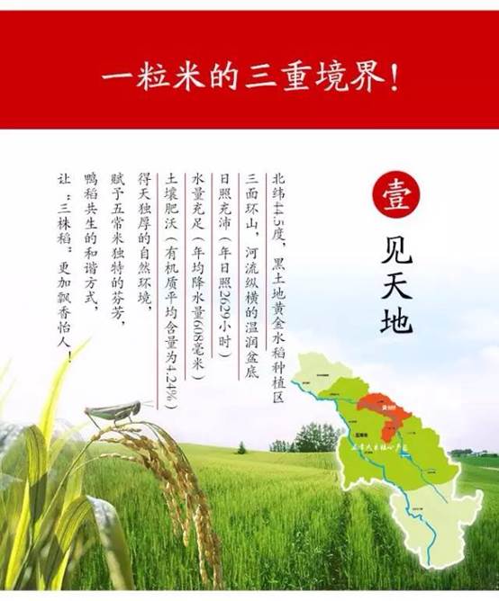 舌尖上的五常??三株稻?五常米