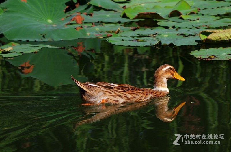 #白塔影集#公园随拍